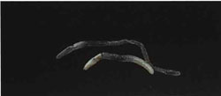 Phosphorescent worm