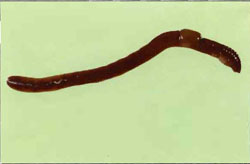 Purple worm
