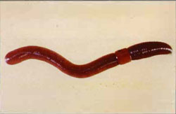 Red worm