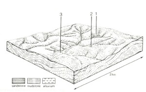 A Study of land in the catchments of the Otway Range and adjacent plains - beech forest